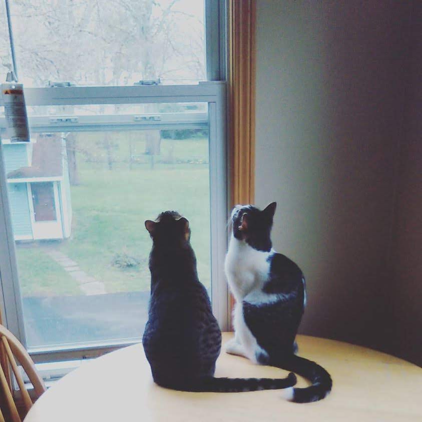 A photo of my two cats: Kitty and Charlie.
