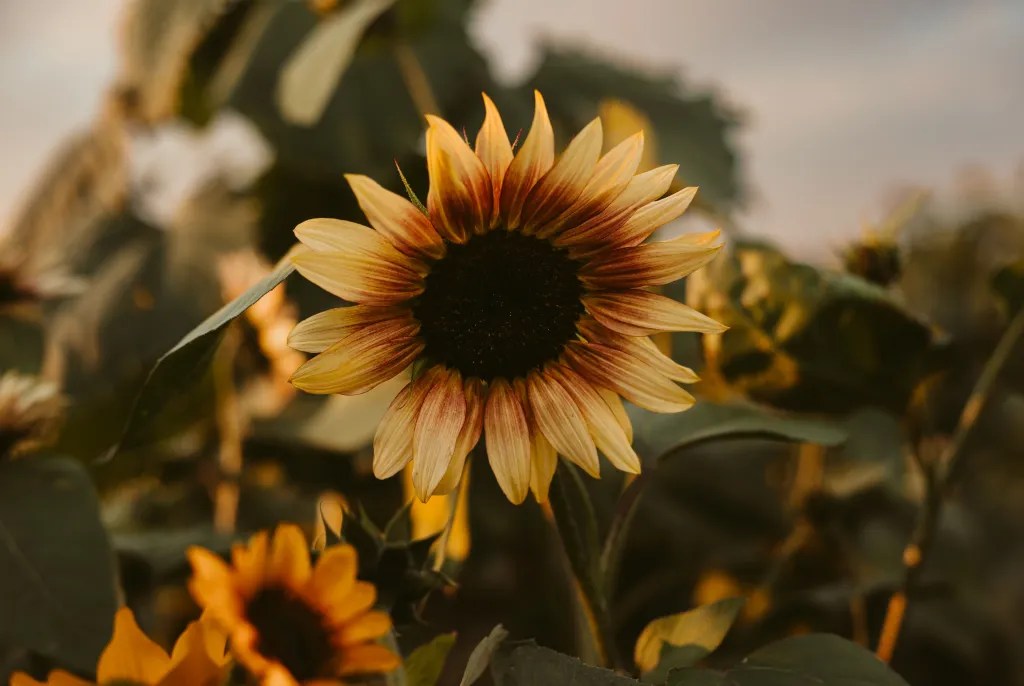 An upclose photo of a sunflower.